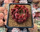 Echeveria Agavoides 'Prolifera' 3" Succulent Plant