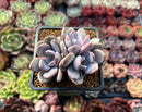Echeveria 'Hayul' 2"-3" New Hybrid Succulent Plant