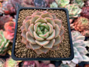 Echeveria sp. 3" Succulent Plant