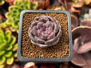 Echeveria Agavoides 'Amethyst' 1" Succulent Plant