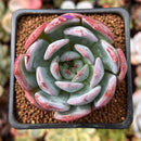 Echeveria 'Starmark' 2" Succulent Plant