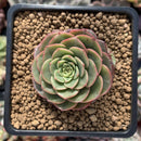Echeveria 'Sugar Baby' 1" Succulent Plant