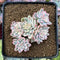 Echeveria 'Mebina' Variegated 4" Cluster Succulent Plant
