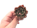 Echeveria Agavoides ‘Sarabony’ 1”-2” Rare Succulent Plant