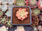 Echeveria 'Pink Top' 1" Succulent Plant