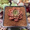 Echeveria 'Ember Rose' 1" Succulent Plant
