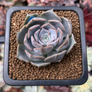 Echeveria 'Sunset' 1" Succulent Plant