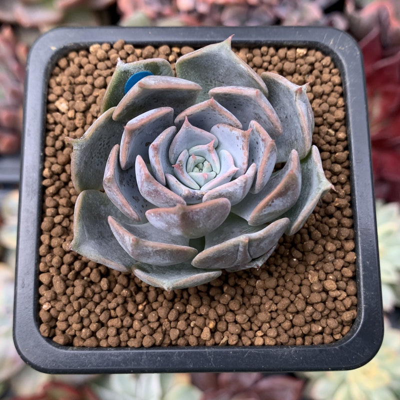 Echeveria 'Sunset' 1