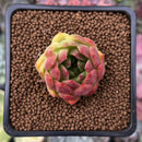 Echeveria sp. 1" Succulent Plant