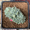 Echeveria 'Primera' Crested 1"-2" Succulent Plant