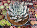 Echeveria 'Cuspidata v. Parrasensis' 4"-5" Succulent Plant