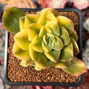 Echeveria 'Bob Jolly' Variegated 2" Succulent Plant