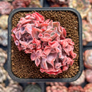 Echeveria 'Trumpet Pinky' 2" Cluster Succulent Plant