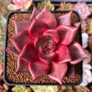 Echeveria Agavoides 'Red Ebony' 3" Succulent Plant