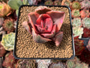Echeveria 'Golden State' Variegated 2" Succulent Plant
