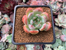 Echeveria 'Starmark' 1" Succulent Plant