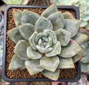 Echeveria 'German Champaign' 2" Succulent Plant