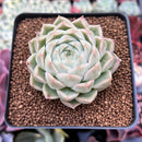 Echeveria 'Pnotina' 2"-3" Air Magic Hybrid Succulent Plant