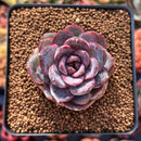 Echeveria 'Mirine' 1"-2" Succulent Plant