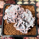 Echeveria 'Crispate Beauty' 2" Double-Headed Cluster Succulent Plant