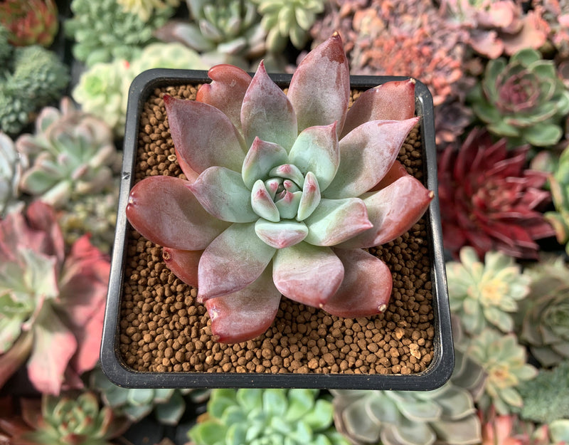 succulent peach Echeveria 'Gold Peach' 2" Succulent Plant