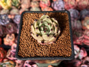 Echeveria Agavoides 'Black Cat' 1" Succulent Plant