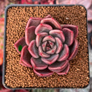 Echeveria Agavoides 'Black Tetra' 2" Succulent Plant