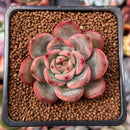 Echeveria 'Glam Pink' 1" Succulent Plant