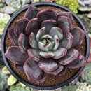 Echeveria 'Purple Champaign' 4" Succulent Plant