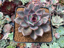 Echeveria 'Dark Chocolate' 3" New Hybrid Succulent Plant