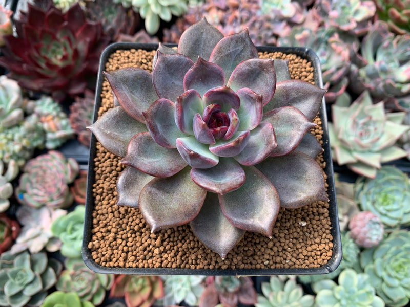 Echeveria 'Dark Chocolate' 3" New Hybrid Succulent Plant  True Succulents  Plant Co.