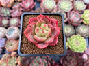 Echeveria 'Chanel' 2" Exceptional Specimen Succulent Plant