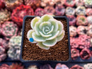 Echeveria 'Lemon Rose' Variegated 1" Succulent Plant