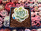 Echeveria 'Lemon Rose' Variegated 1" Succulent Plant