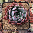 Echeveria 'Colorata Brandtii' 3" Powdery Succulent Plant