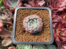 Echeveria 'Viyant' 1" Succulent Plant