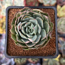 Echeveria 'Bradburiana' Lightly Variegated 2" Succulent Plant