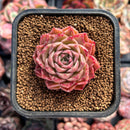 Echeveria 'Shani' 2" Selected Clone Succulent Plant