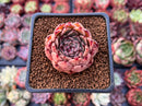 Echeveria Agavoides 'Sarabony' 1" (Seed Grown) Succulent Plant