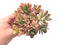 Echeveria ‘Minibelle’ Variegated Large Cluster 5”-6” Rare Succulent Plant