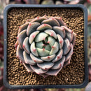 Echeveria 'Teemon' 1" New Hybrid Succulent Plant