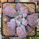 Echeveria 'Linguas' 3" Succulent Plant