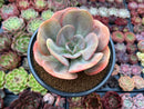 Echeveria 'Lemon and Lime' 4" Succulent Plant