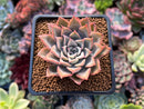Echeveria 'Preludio' 2" Succulent Plant
