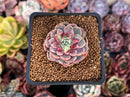 Echeveria Hybrid sp. 1"-2" Succulent Plant