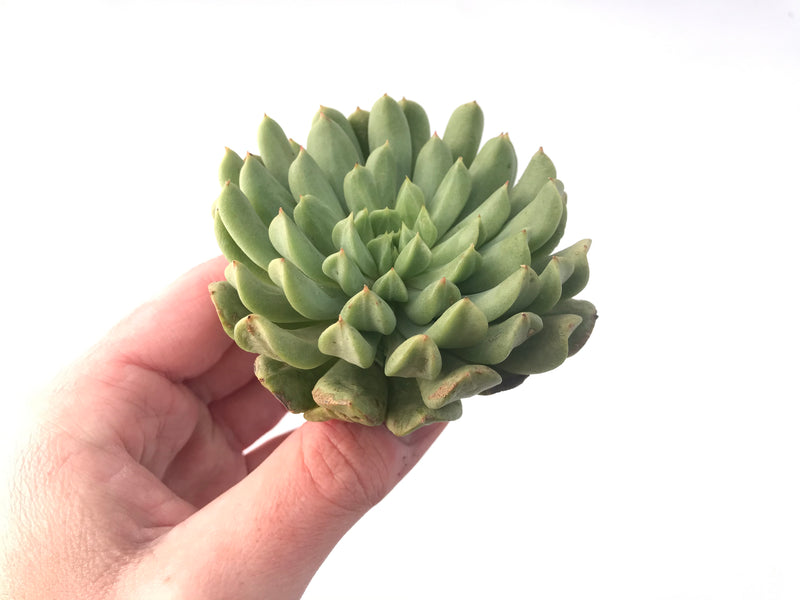 succulents ireland Echeveria 'Irish Mint' 4" Succulent Plant – True Succulents Plant Co