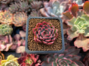 Echeveria sp. 1" Succulent Plant