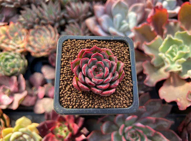 succulent e Echeveria sp. 1" Succulent Plant – True Succulents Plant Co