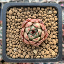 Echeveria Agavoides 'Black Sapphire' 1" Succulent Plant