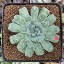 Echeveria 'Hearts Choice' 2"-3" Succulent Plant